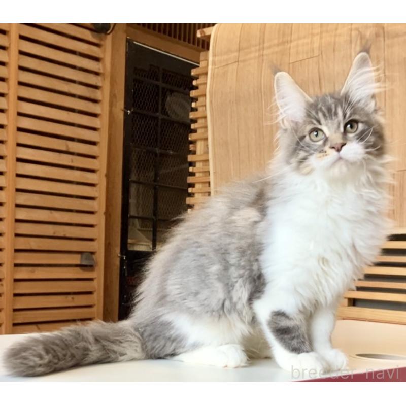 販売中の和歌山県のメインクーン-134960の13枚目