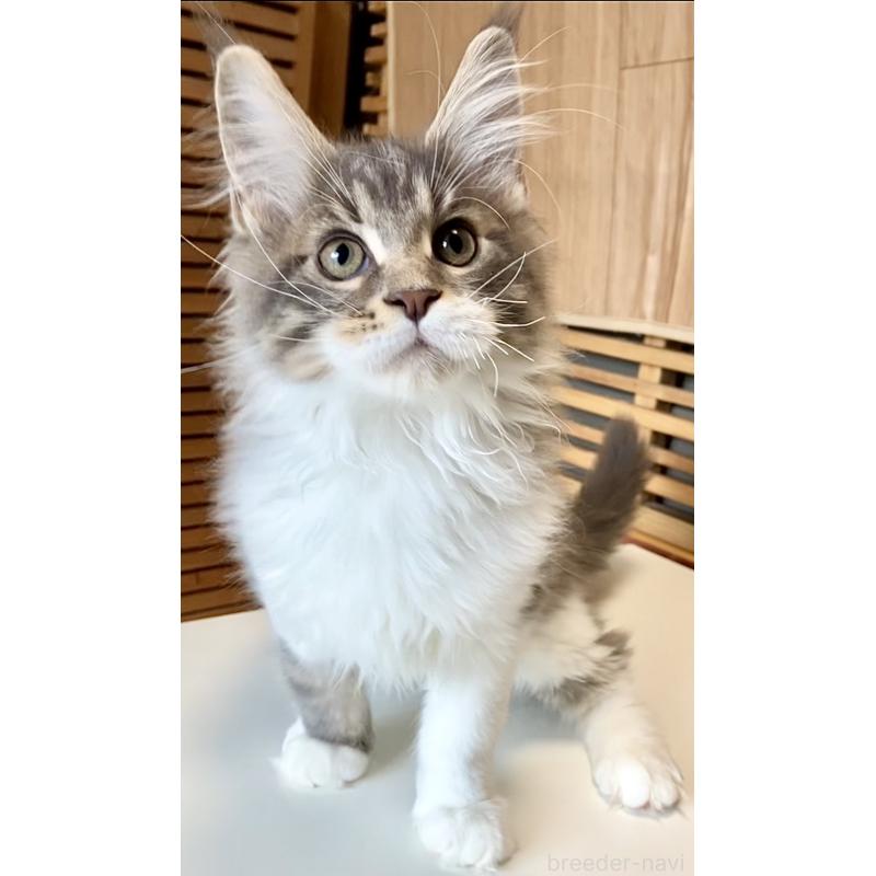 販売中の和歌山県のメインクーン-134960の12枚目