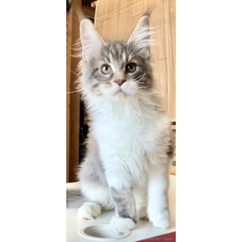 販売中の和歌山県のメインクーン-134960の11枚目