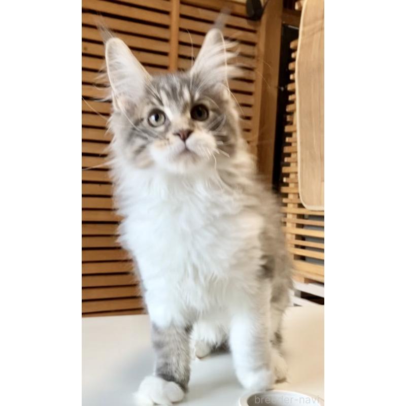 販売中の和歌山県のメインクーン-134960の10枚目