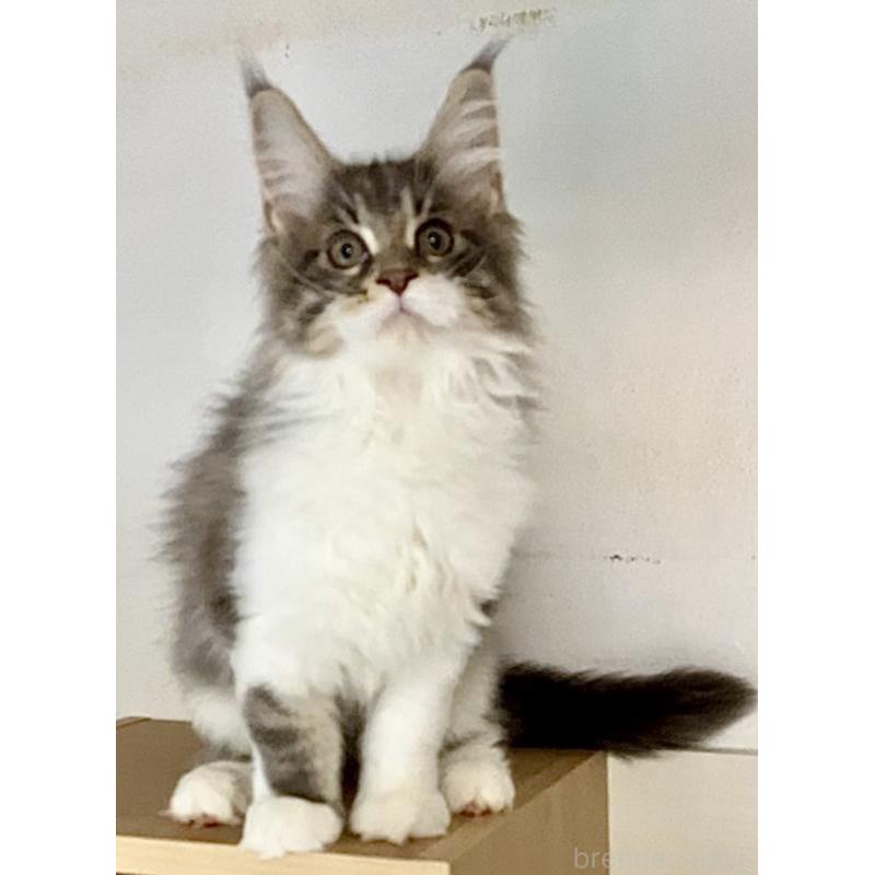 販売中の和歌山県のメインクーン-134960の9枚目