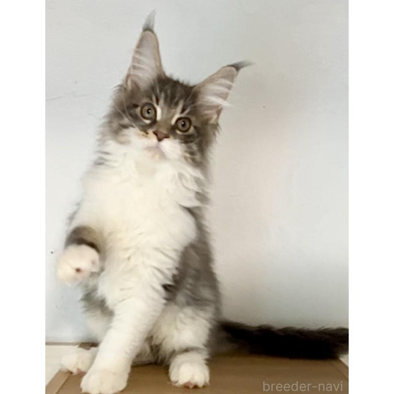 販売中の和歌山県のメインクーン-134960の8枚目