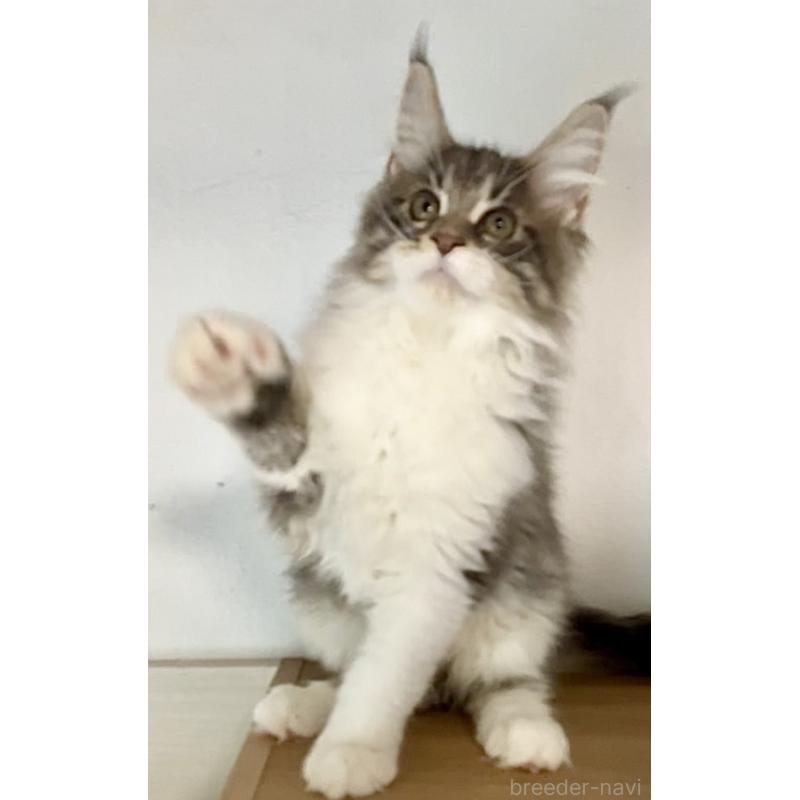 販売中の和歌山県のメインクーン-134960の7枚目