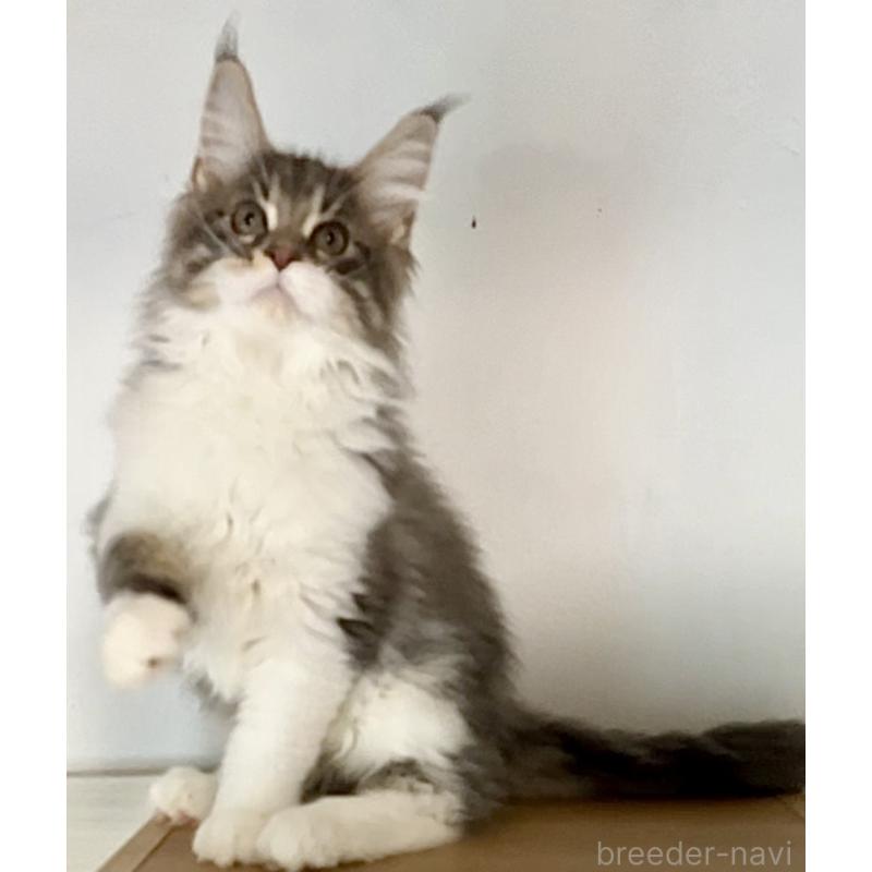 販売中の和歌山県のメインクーン-134960の6枚目