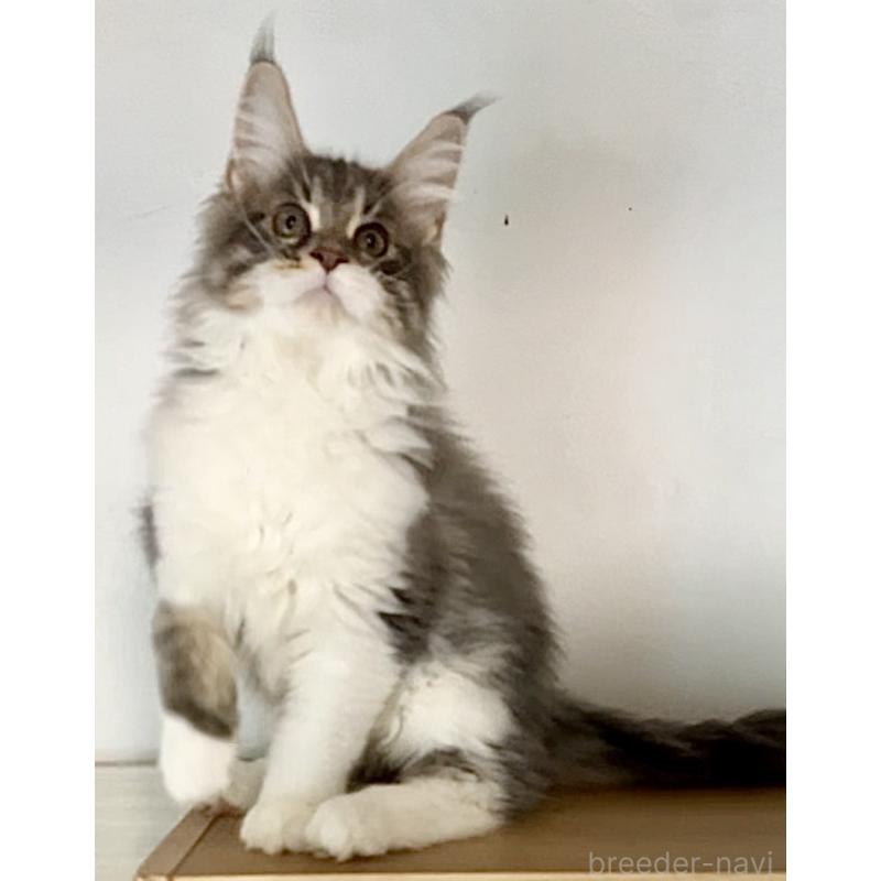 販売中の和歌山県のメインクーン-134960の5枚目