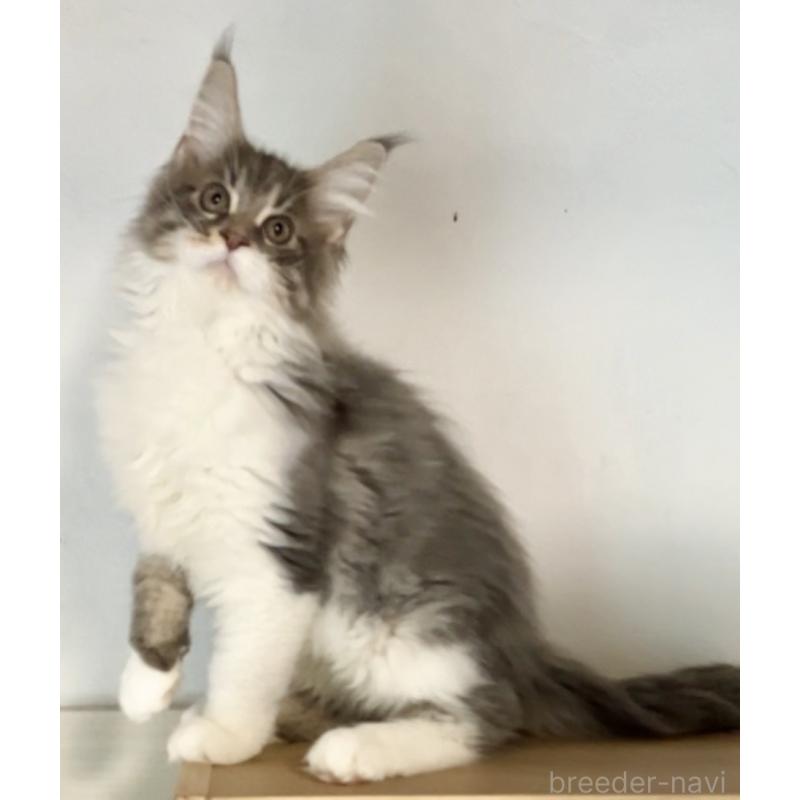 販売中の和歌山県のメインクーン-134960の4枚目