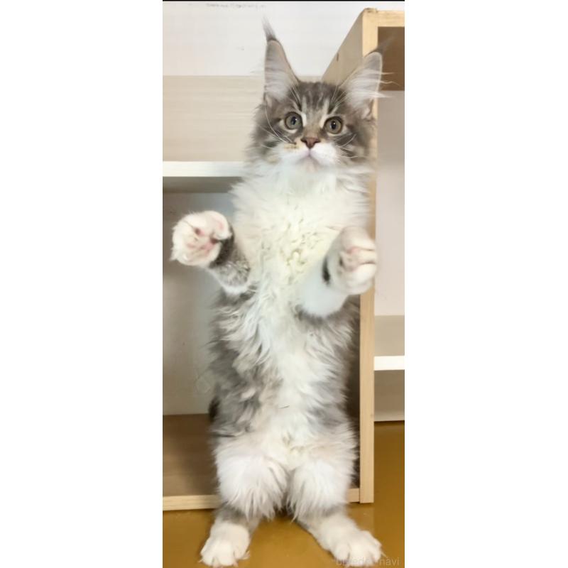 販売中の和歌山県のメインクーン-134960の2枚目