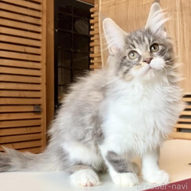 販売中の和歌山県のメインクーン-134960の1枚目