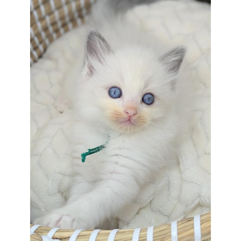 販売中の茨城県のラグドール-134962の5枚目