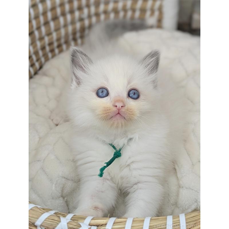 販売中の茨城県のラグドール-134962の4枚目