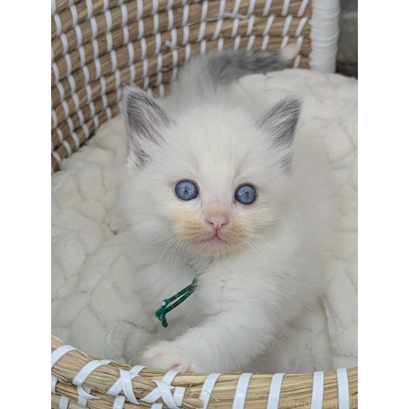 販売中の茨城県のラグドール-134962の3枚目