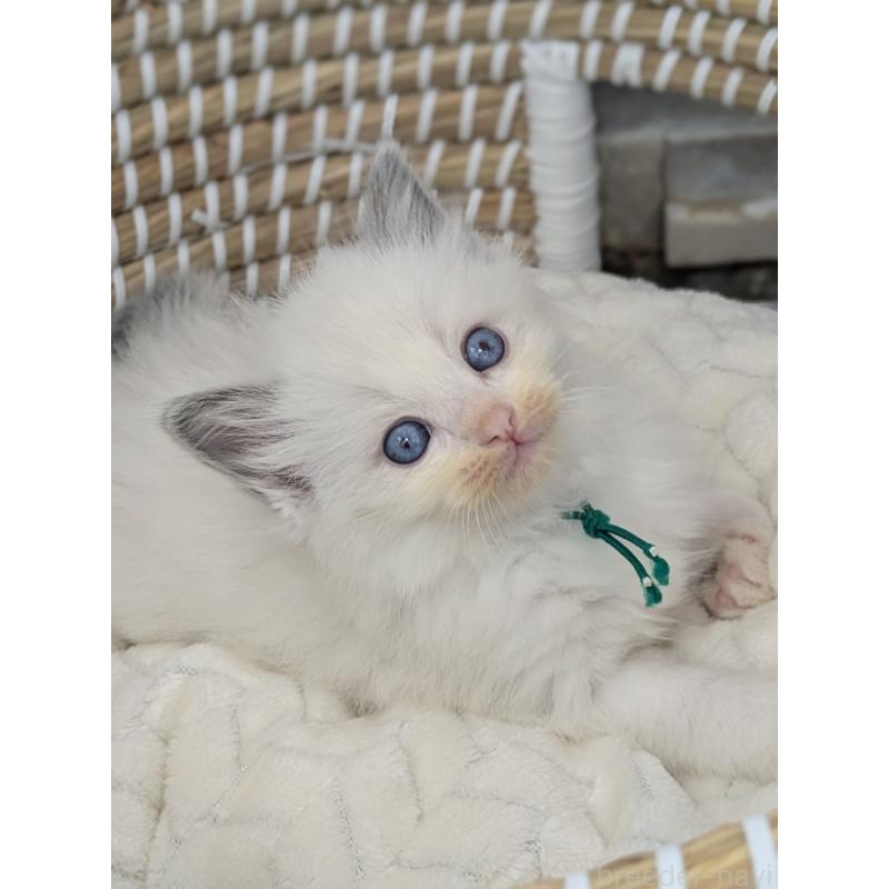 販売中の茨城県のラグドール-134962の2枚目