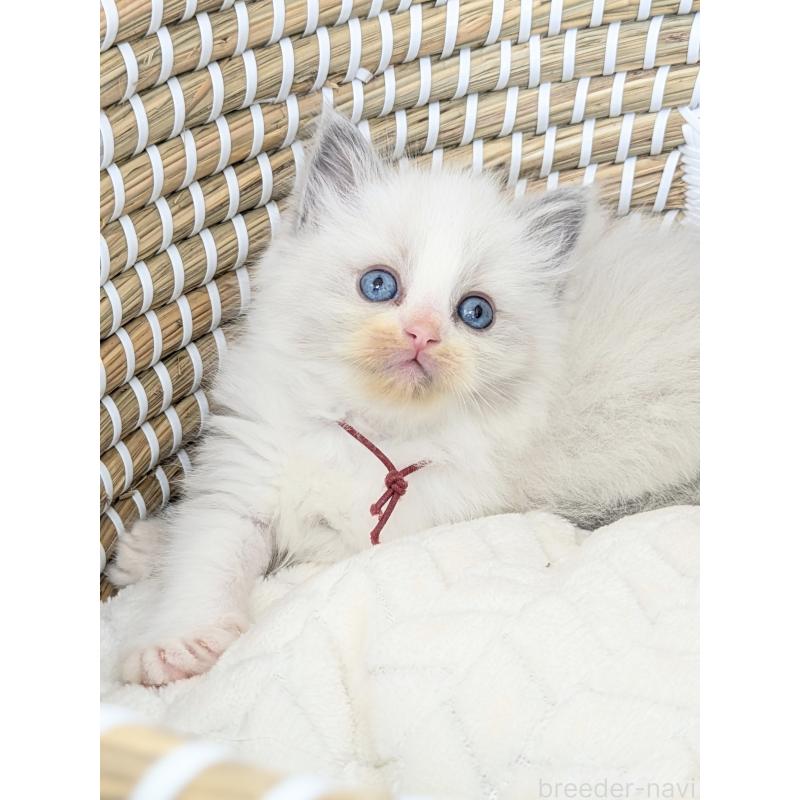 販売中の茨城県のラグドール-134963の5枚目