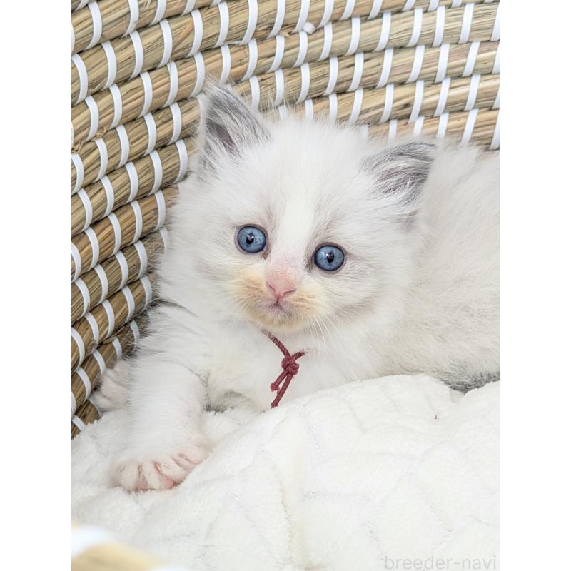 販売中の茨城県のラグドール-134963の4枚目