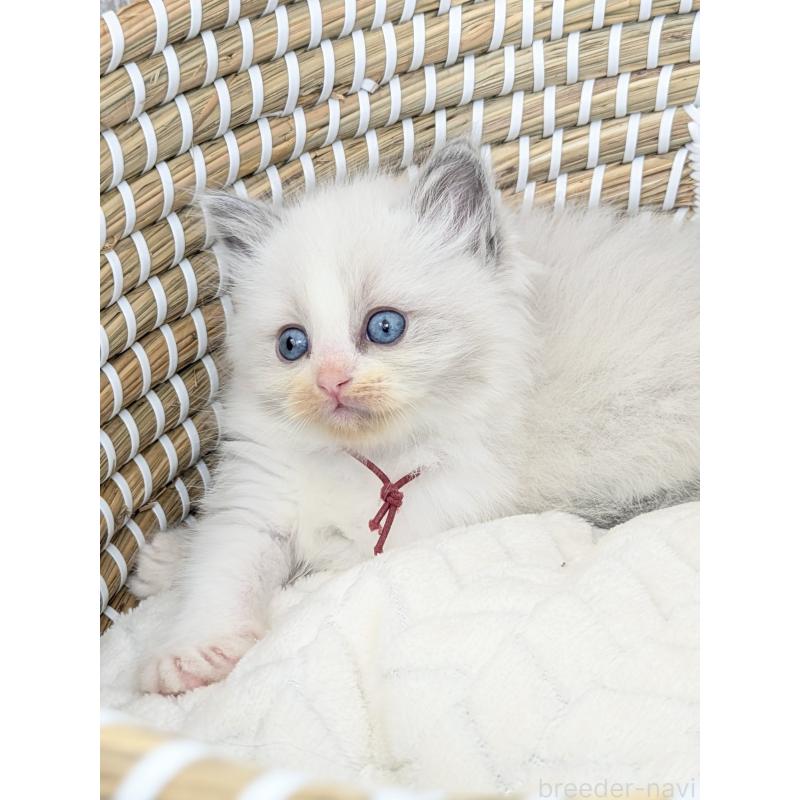 販売中の茨城県のラグドール-134963の3枚目