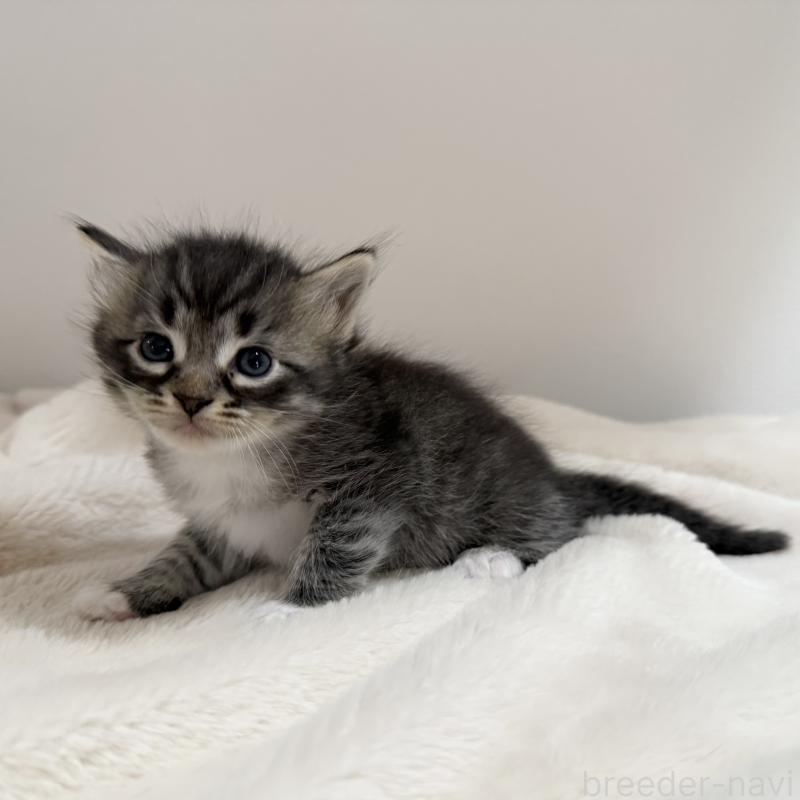 販売中の茨城県のサイベリアン-134964の5枚目