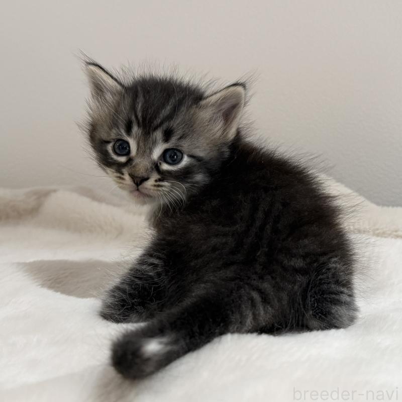 販売中の茨城県のサイベリアン-134964の4枚目