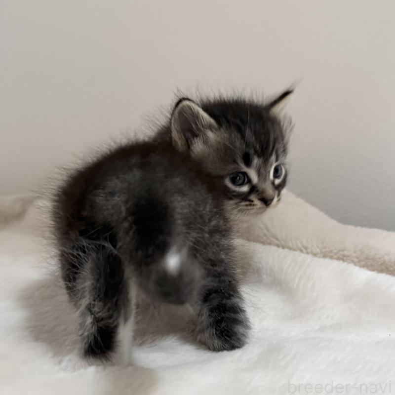 販売中の茨城県のサイベリアン-134964の3枚目