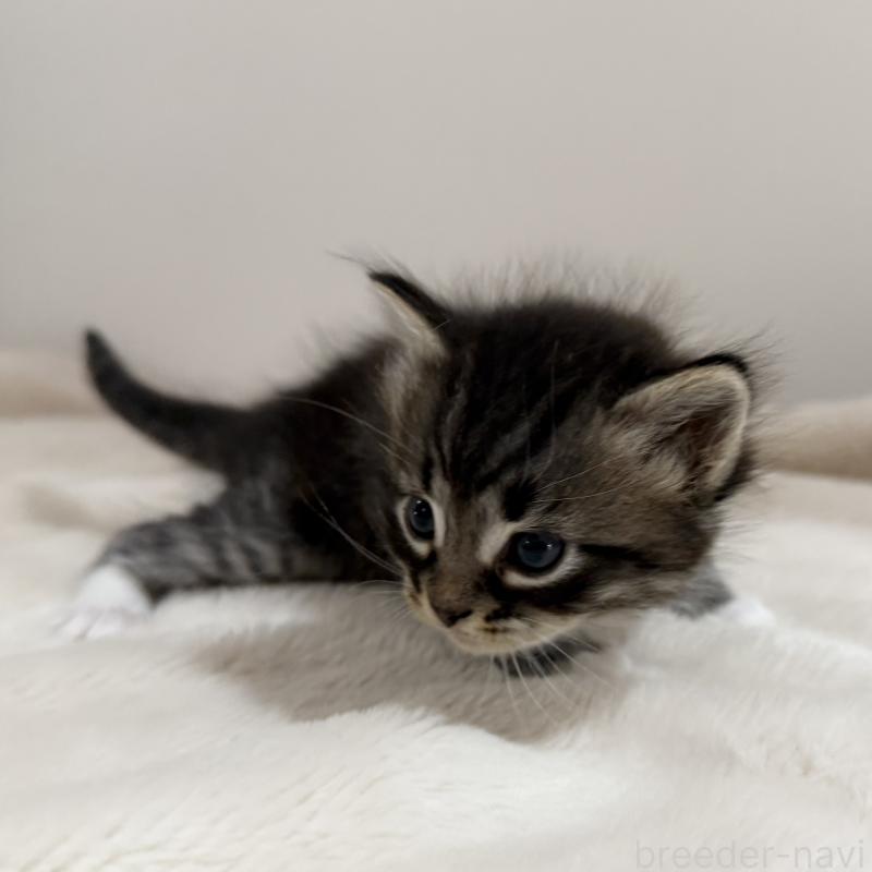 販売中の茨城県のサイベリアン-134964の2枚目