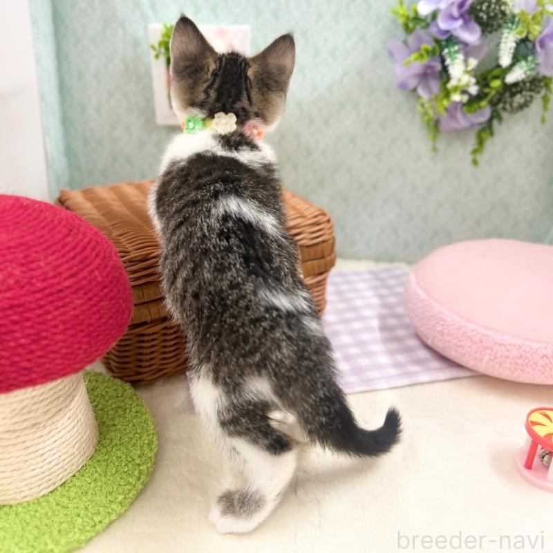 販売中の神奈川県のスコティッシュフォールド-134965の10枚目