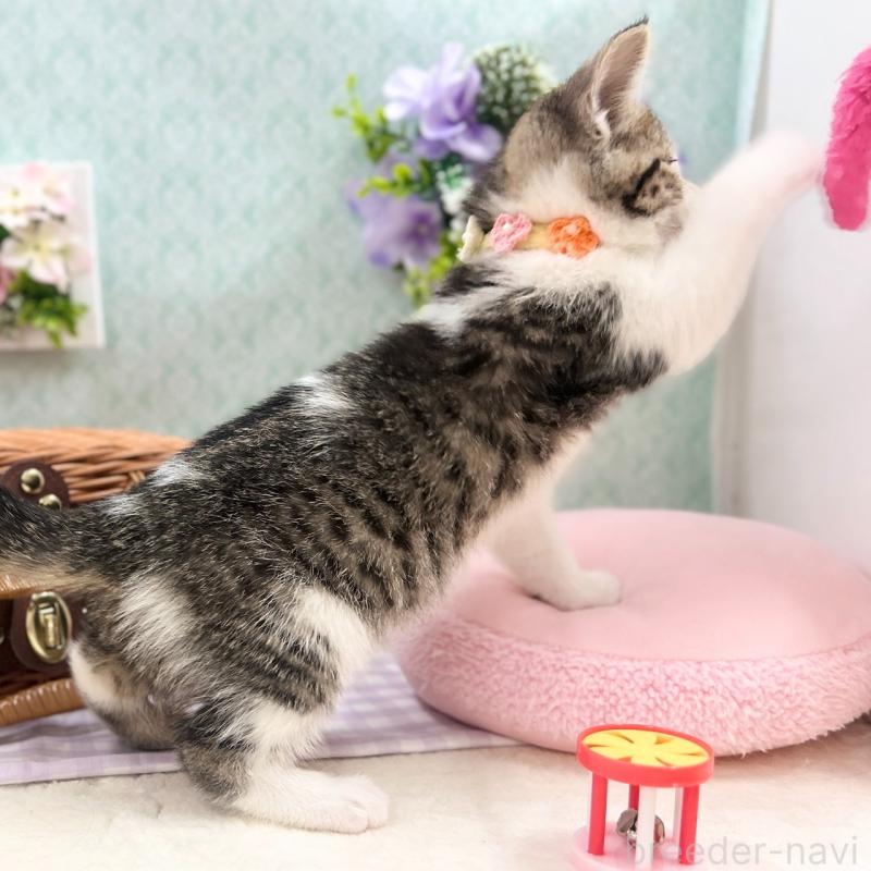 販売中の神奈川県のスコティッシュフォールド-134965の9枚目