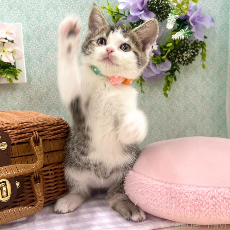 販売中の神奈川県のスコティッシュフォールド-134965の8枚目