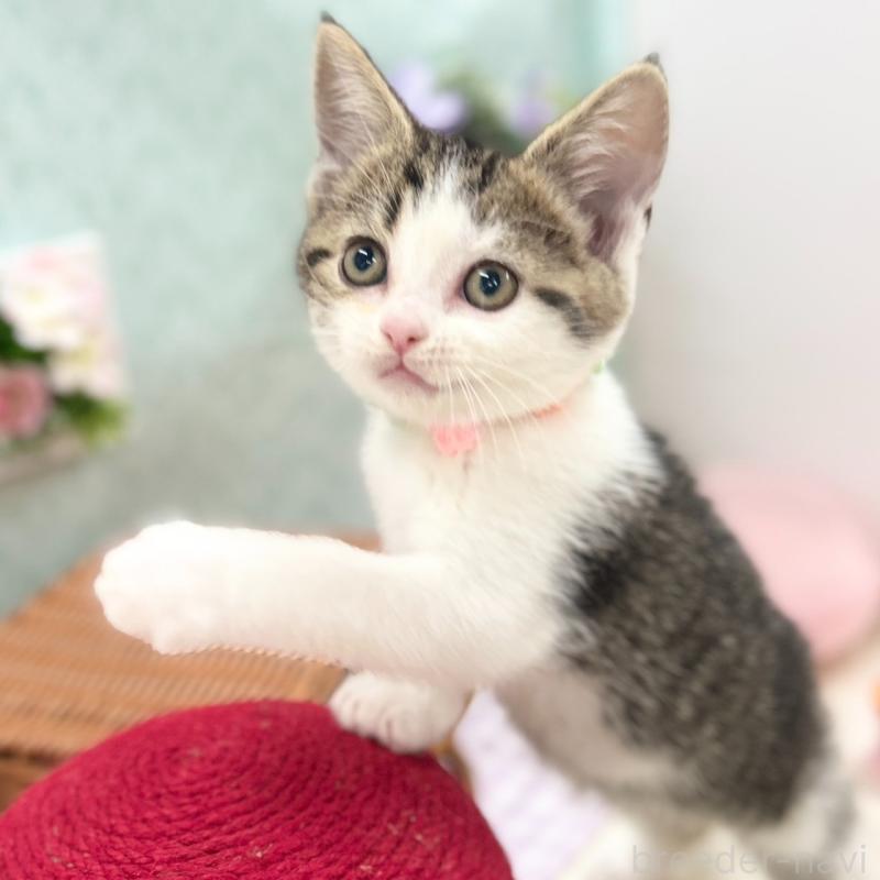 販売中の神奈川県のスコティッシュフォールド-134965の7枚目