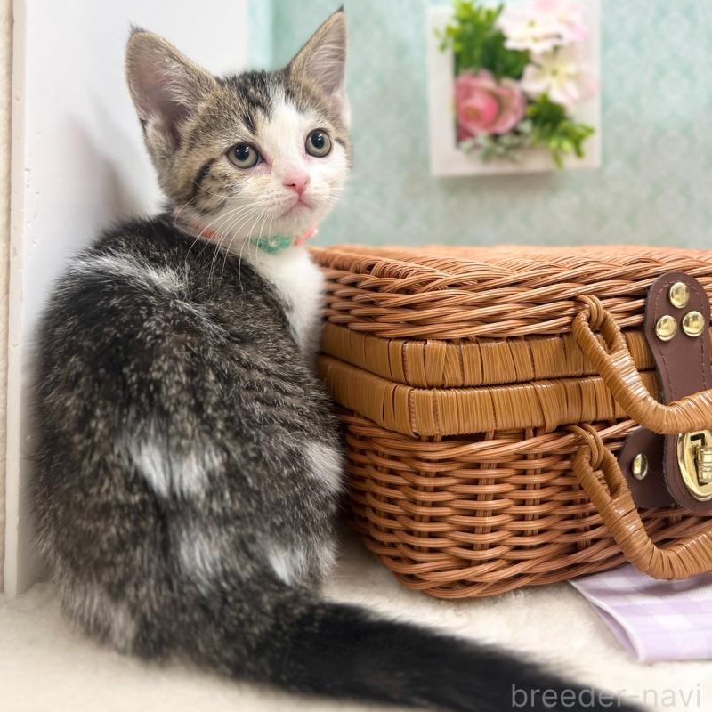 販売中の神奈川県のスコティッシュフォールド-134965の6枚目