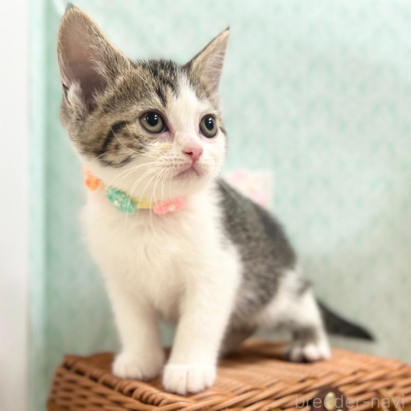 販売中の神奈川県のスコティッシュフォールド-134965の5枚目