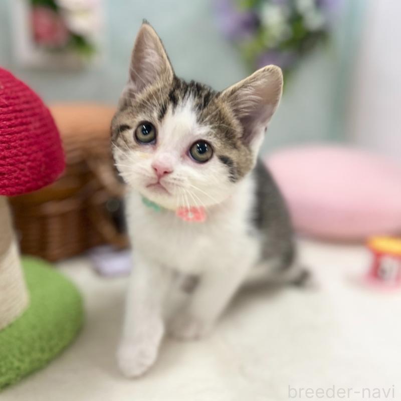 販売中の神奈川県のスコティッシュフォールド-134965の4枚目