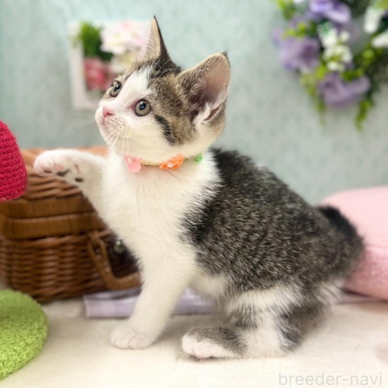 販売中の神奈川県のスコティッシュフォールド-134965の3枚目