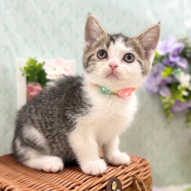 販売中の神奈川県のスコティッシュフォールド-134965の1枚目