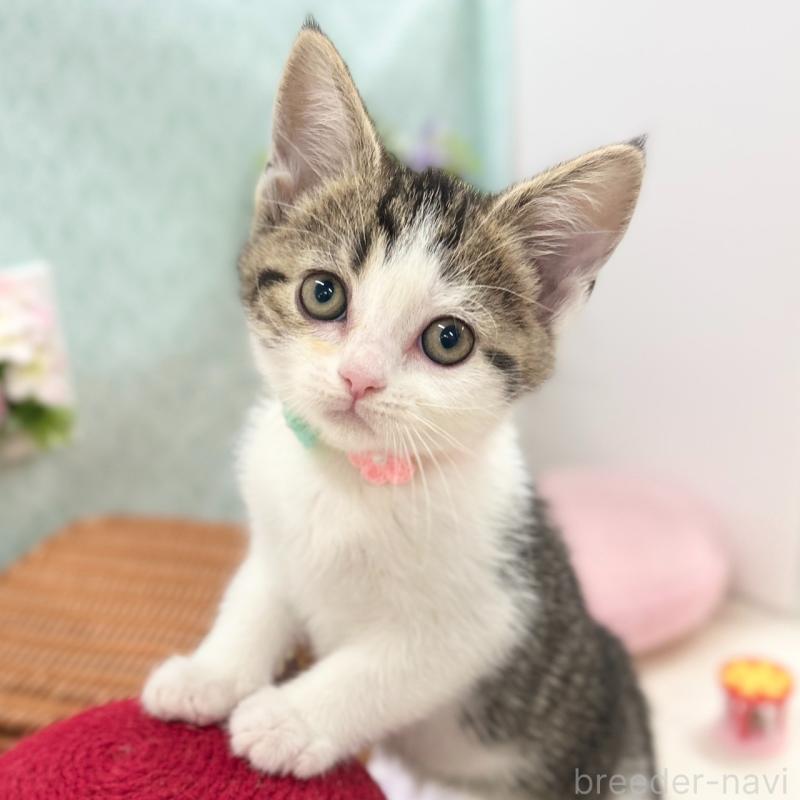 販売中の神奈川県のスコティッシュフォールド-134965の2枚目