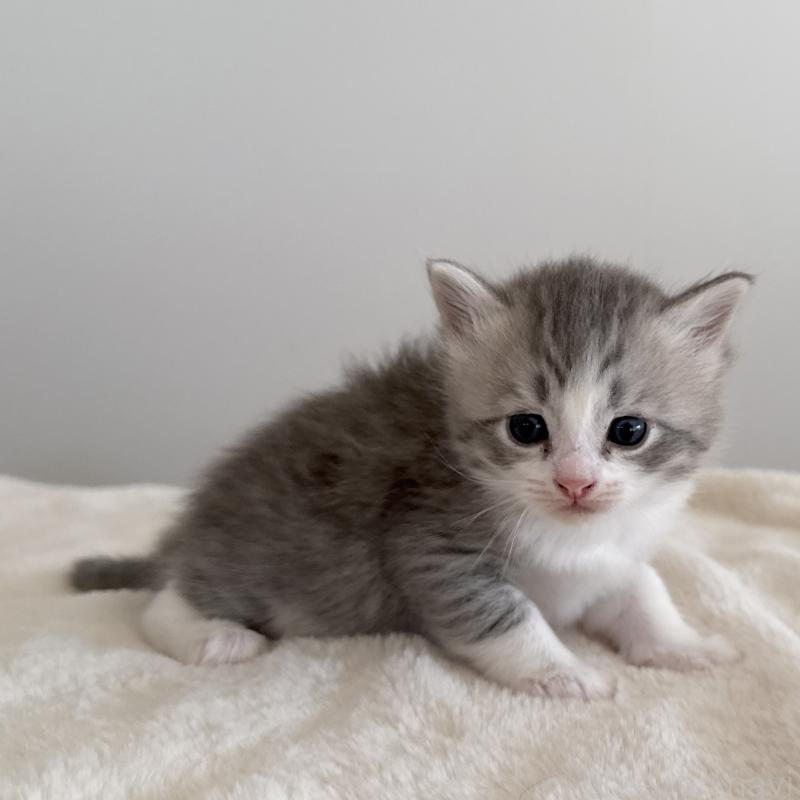 販売中の茨城県のサイベリアン-134966の1枚目