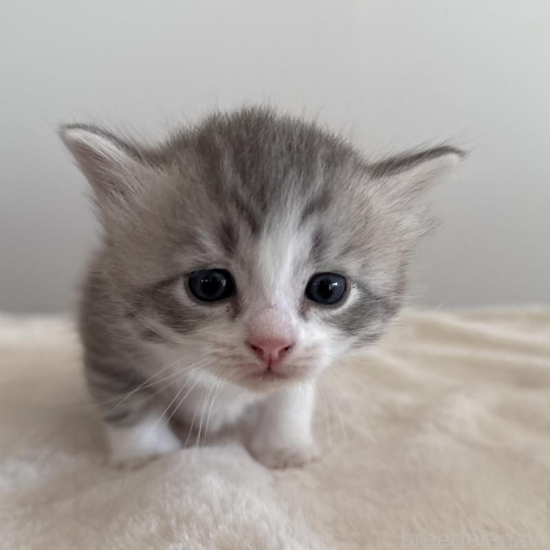 販売中の茨城県のサイベリアン-134966の9枚目