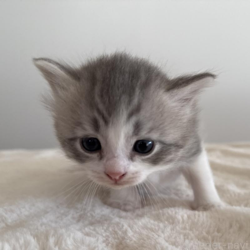 販売中の茨城県のサイベリアン-134966の8枚目