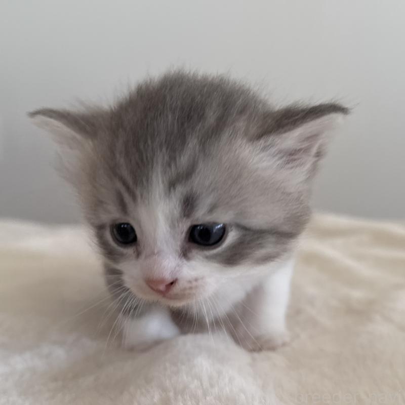 販売中の茨城県のサイベリアン-134966の7枚目