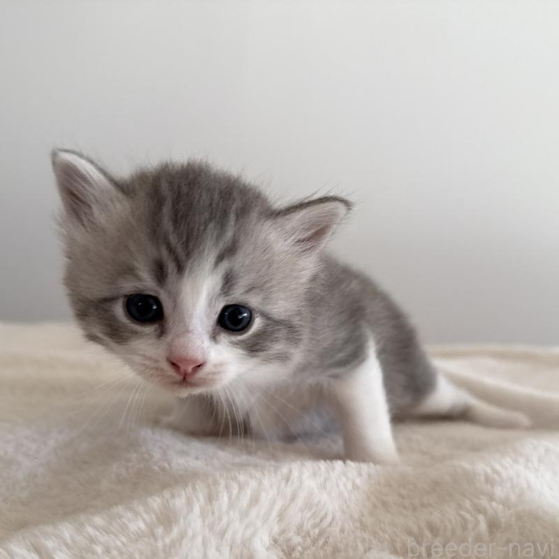 販売中の茨城県のサイベリアン-134966の6枚目