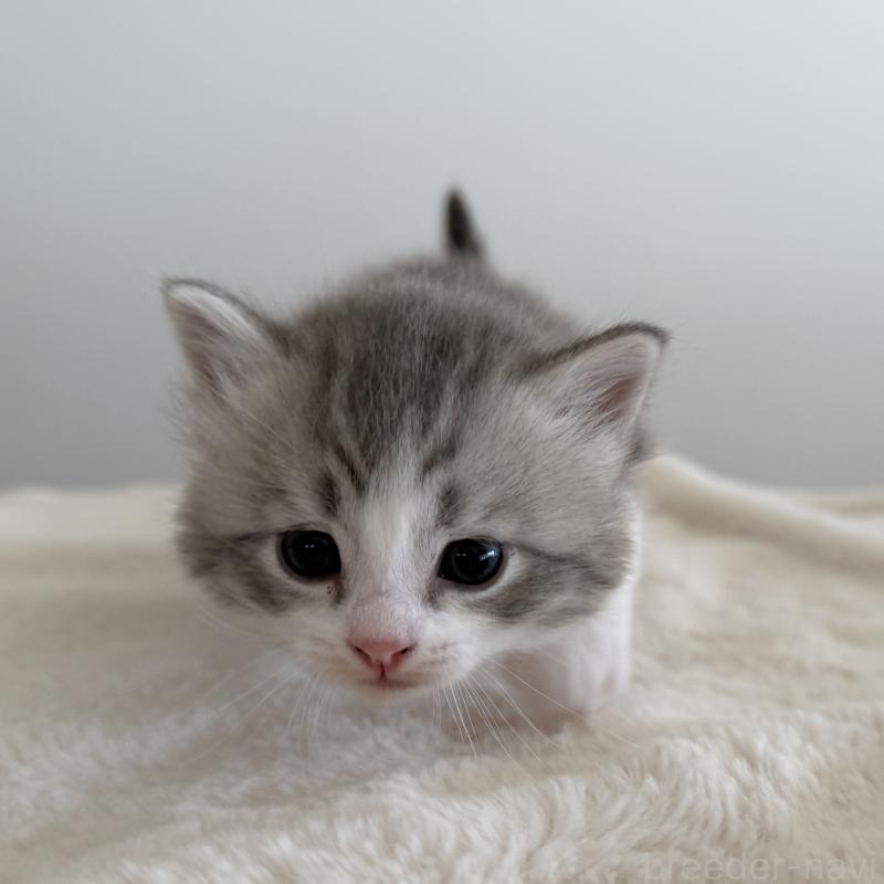 販売中の茨城県のサイベリアン-134966の5枚目