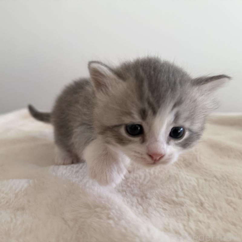 販売中の茨城県のサイベリアン-134966の4枚目