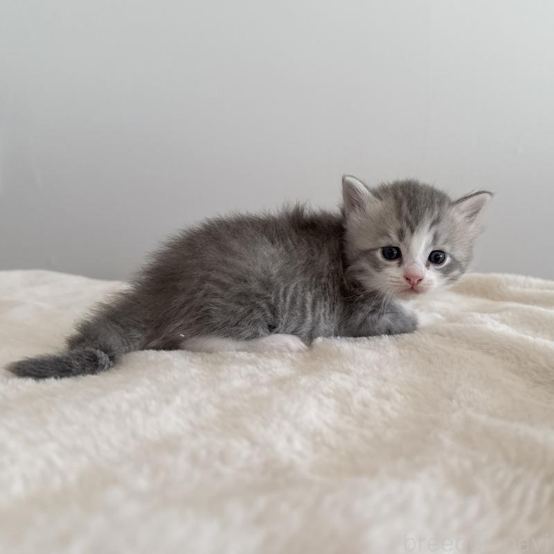 販売中の茨城県のサイベリアン-134966の2枚目