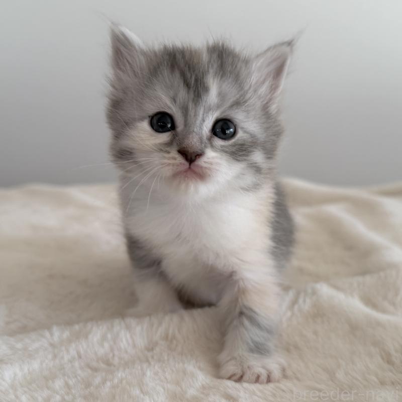 販売中の茨城県のサイベリアン-134967の8枚目