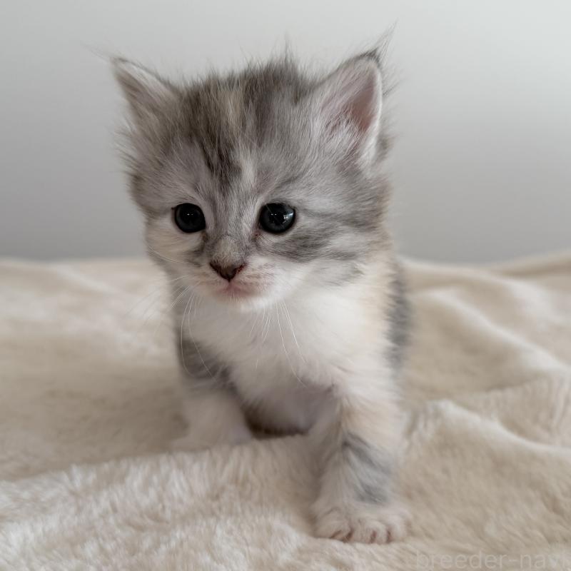 販売中の茨城県のサイベリアン-134967の7枚目