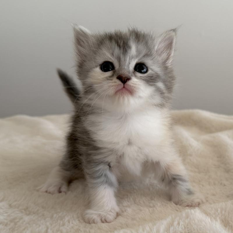 販売中の茨城県のサイベリアン-134967の6枚目