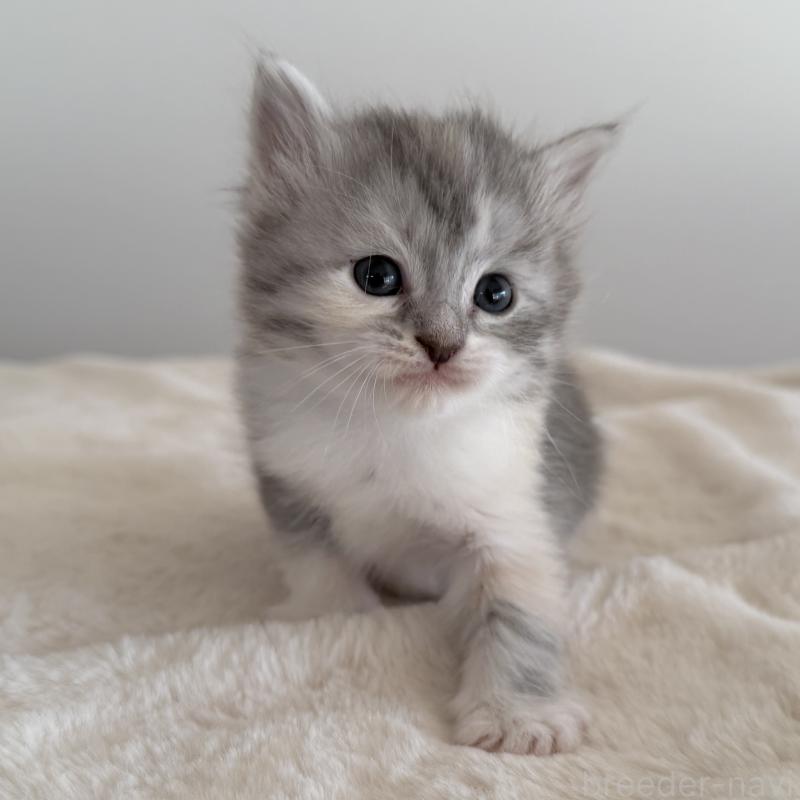 販売中の茨城県のサイベリアン-134967の5枚目