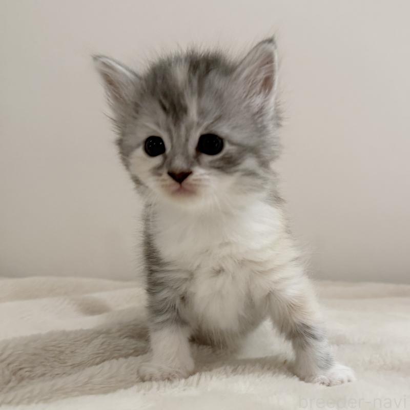 販売中の茨城県のサイベリアン-134967の4枚目