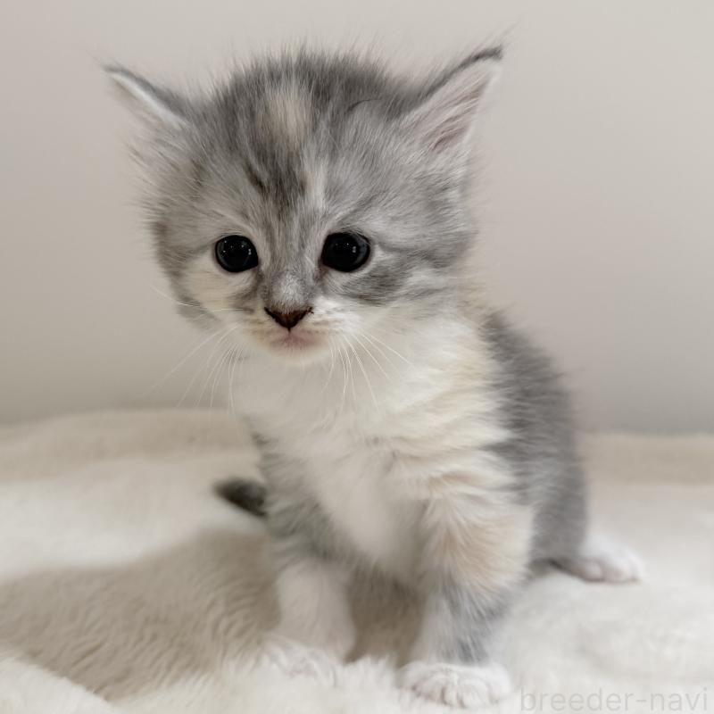 販売中の茨城県のサイベリアン-134967の3枚目