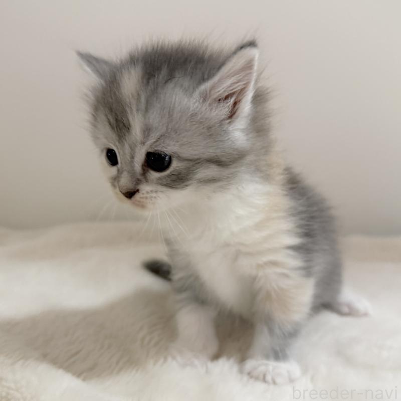 販売中の茨城県のサイベリアン-134967の2枚目