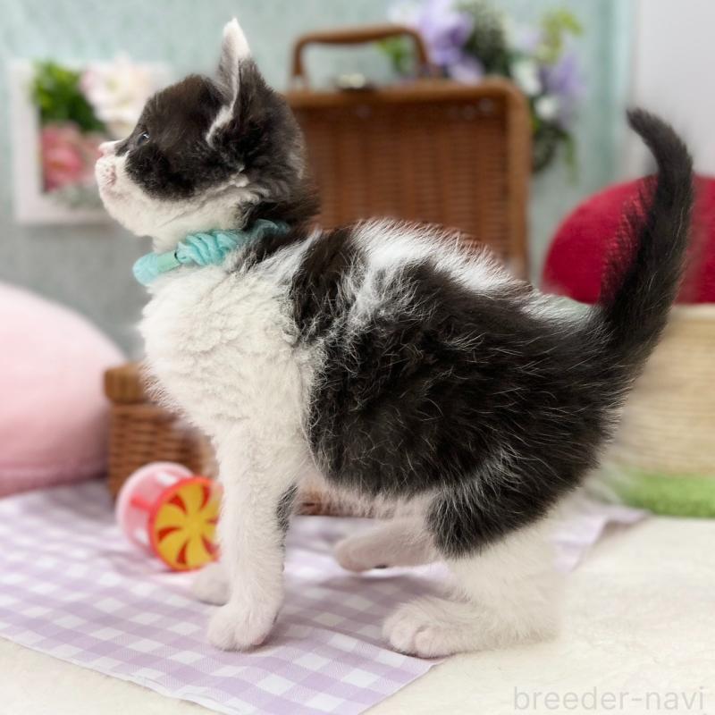 販売中の神奈川県のスコティッシュフォールド-134968の10枚目