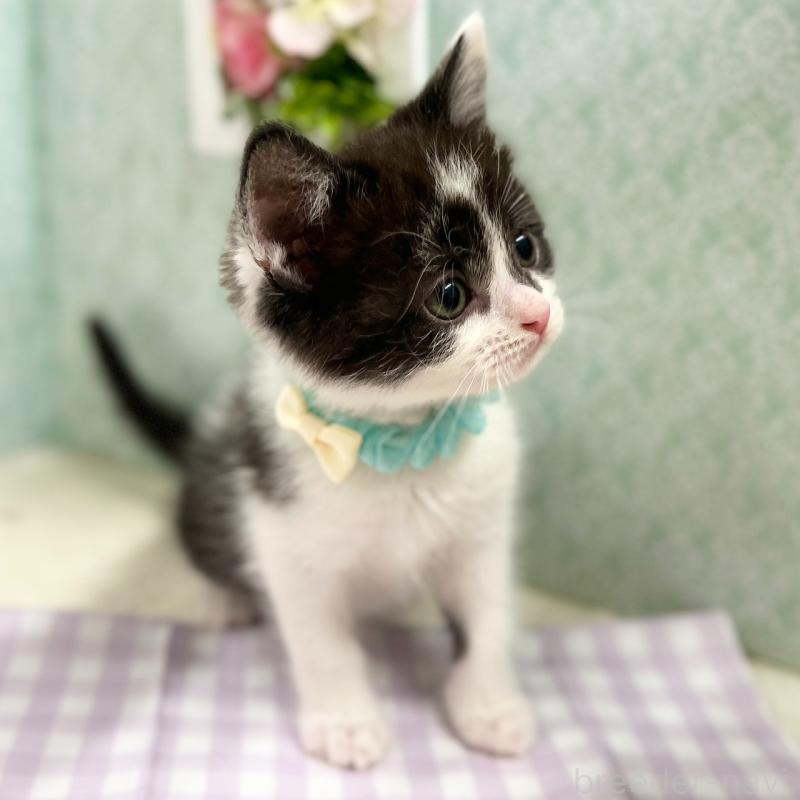 販売中の神奈川県のスコティッシュフォールド-134968の9枚目